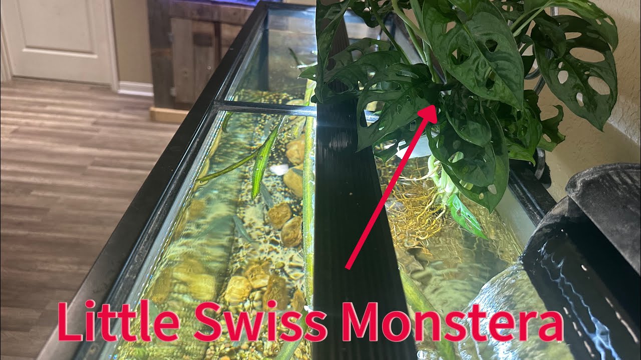 Got Algae and nitrate problems?….Get a Monstera plant! #aquarium #fishkeeping #plantedtank 