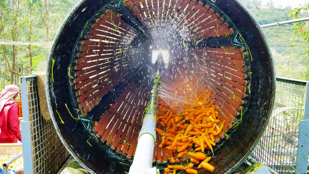 🥕 Fresh Ooty Carrot Machine Cleaning Process 🥕