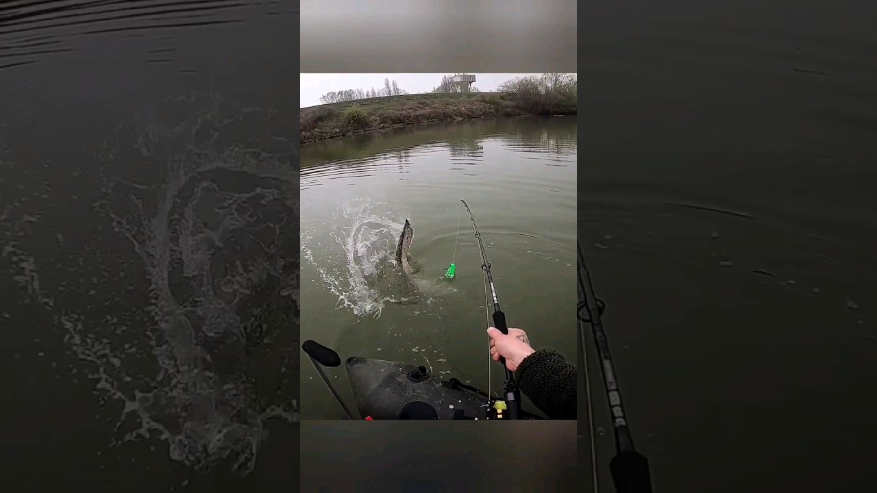 LOV SUMCA NA V&Aacute;BNIČKU🐱🐟 💦💦💦#catfish #silure#sumec #madcat #fishing #silurusglanis #catchandrelease