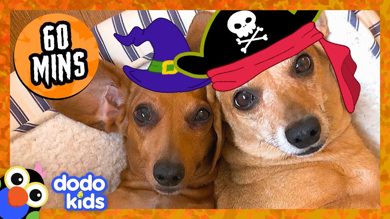 60 Minutes Of The Most PERFECT Halloween Animals | Dodo Kids | 1 Hour Of Animal Videos For Kids
