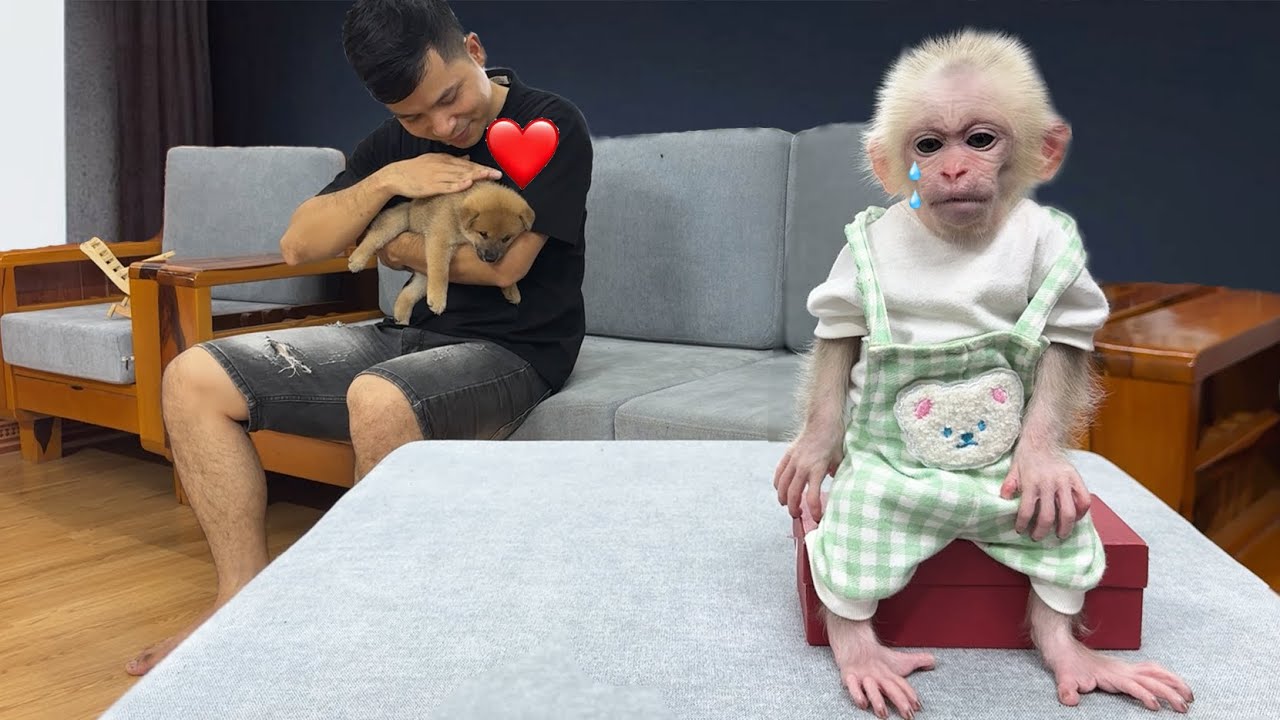 Dad, did you not care about the baby monkey Xuka because of the dog Kun ?