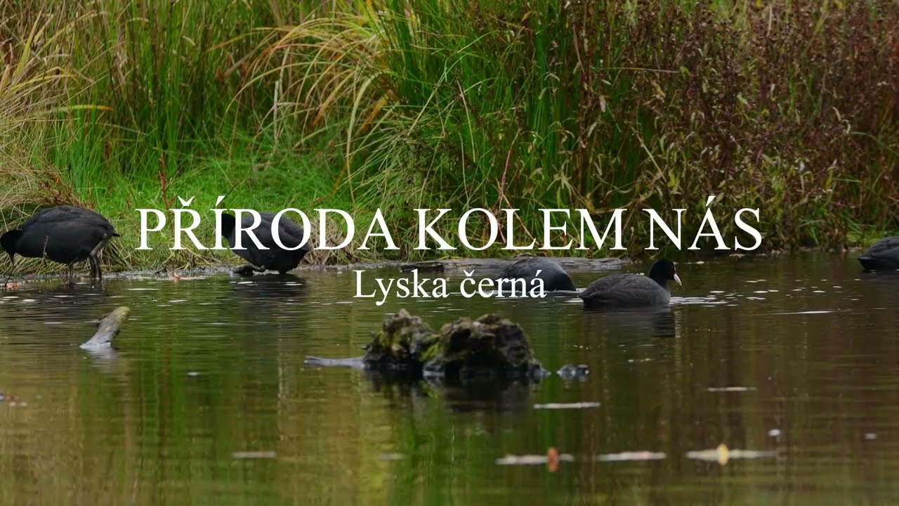 Příroda kolem nás - Lyska černá (Fulica atra)