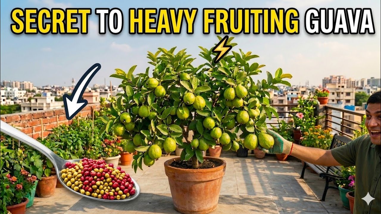 Guava 7 Best Fertilizer & Full Fruting Start | Amrood fertilizer how To use at Home|Guava Fertilizer