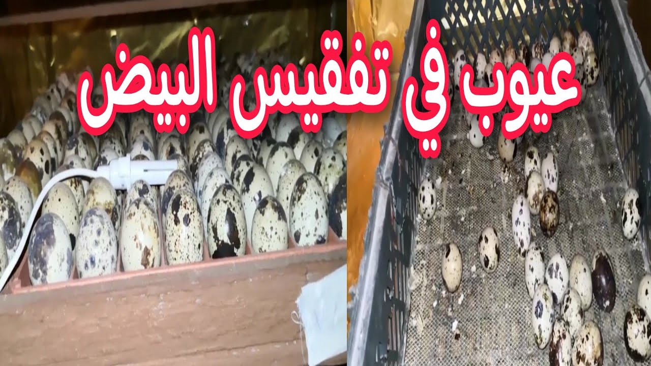 عيوب تظهر كتير في تفقيس بيض السمان