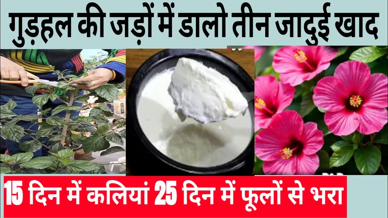 गुड़हल की जड़ों में तीन जादुई खाद डालो डालते ही 15 दिन में कलियां 25 दिन में हजारो फूल भरे 💯