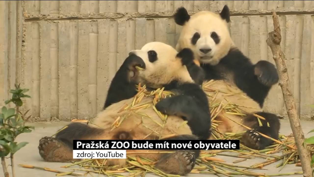 Pražská ZOO bude mít nové obyvatele