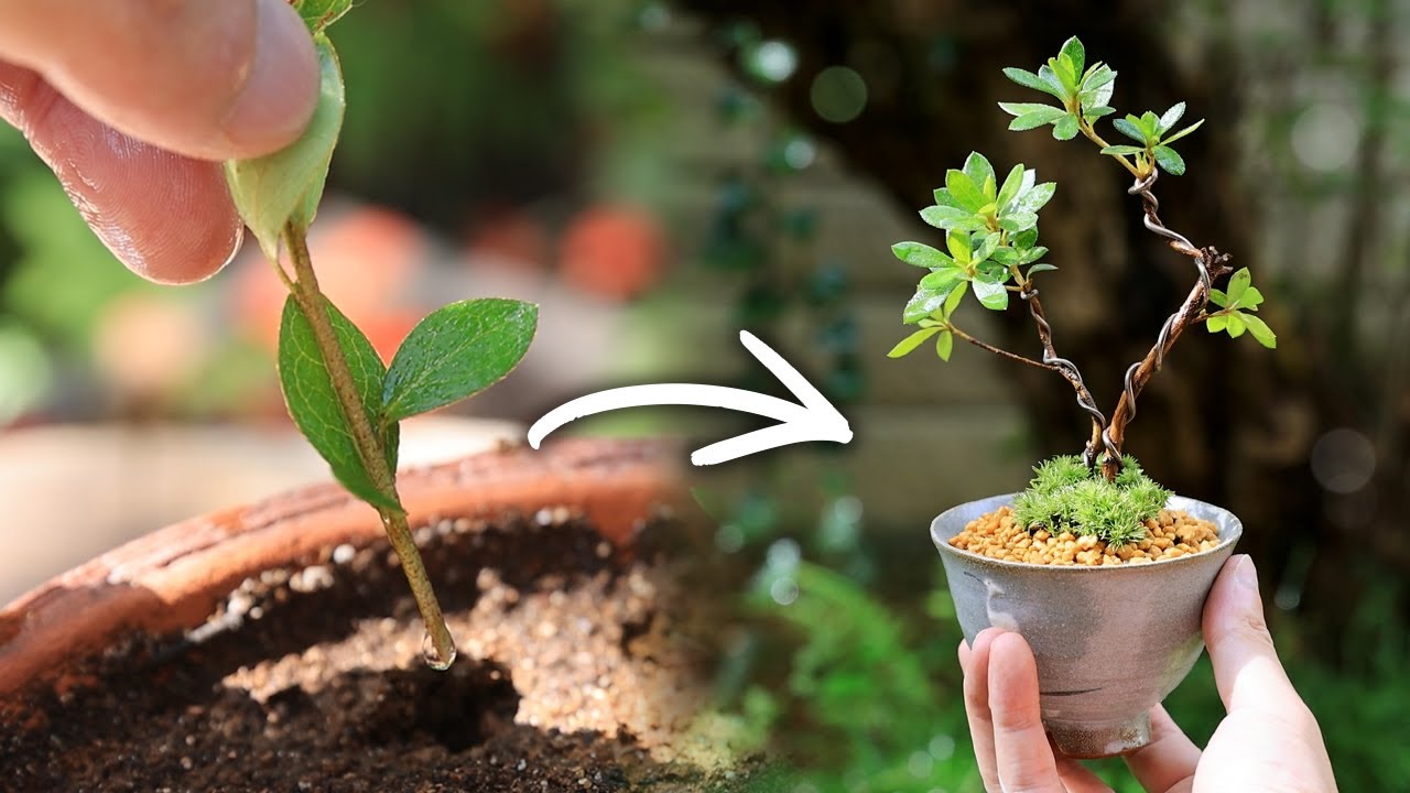 さつきの挿し木で作る湯呑みミニ盆栽 挿し木発根2年目【Bonsai diary 盆栽日記 9/16】初心者の簡単盆栽の作り方 やり方 サツキ  植え替え AZALEA EOS R5