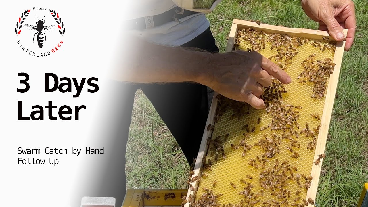 3 days Later (Swarm Catch by Hand Follow Up)