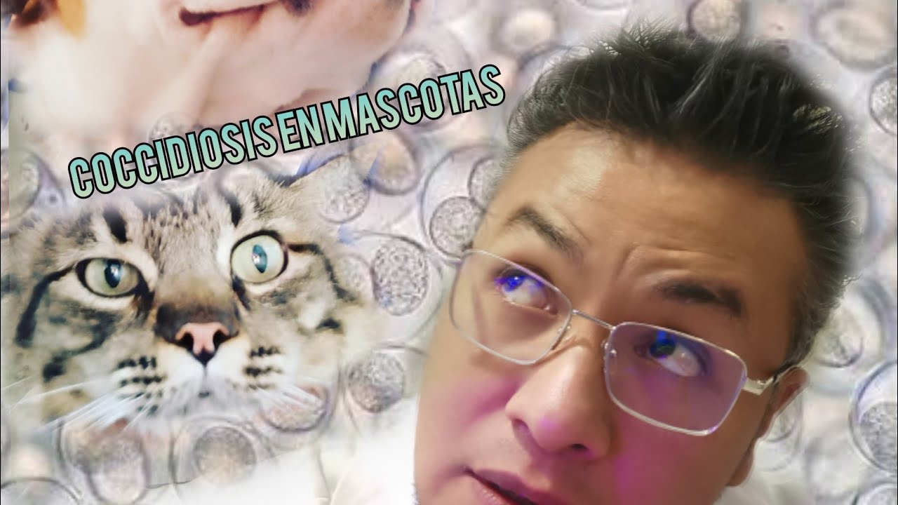 &iquest;C&oacute;mo saber si mi mascota tiene coccidiosis?
