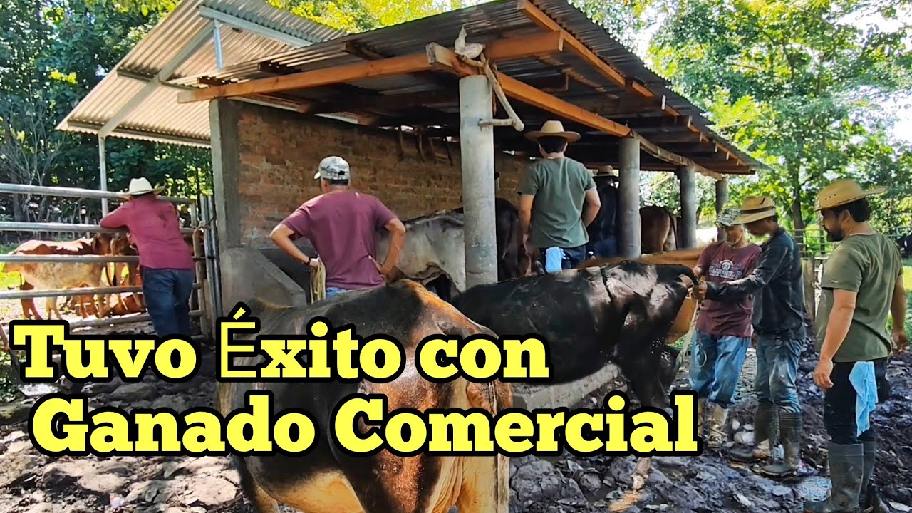 De Pocas Cabezas a un Gran Hato: y sólo con Ganadero Comercial