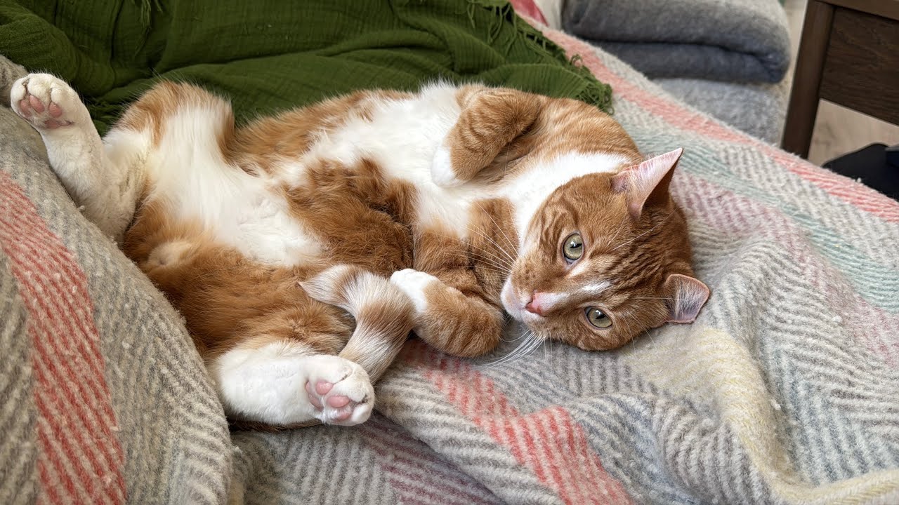 Belly Rubs or Else, Cat Demands