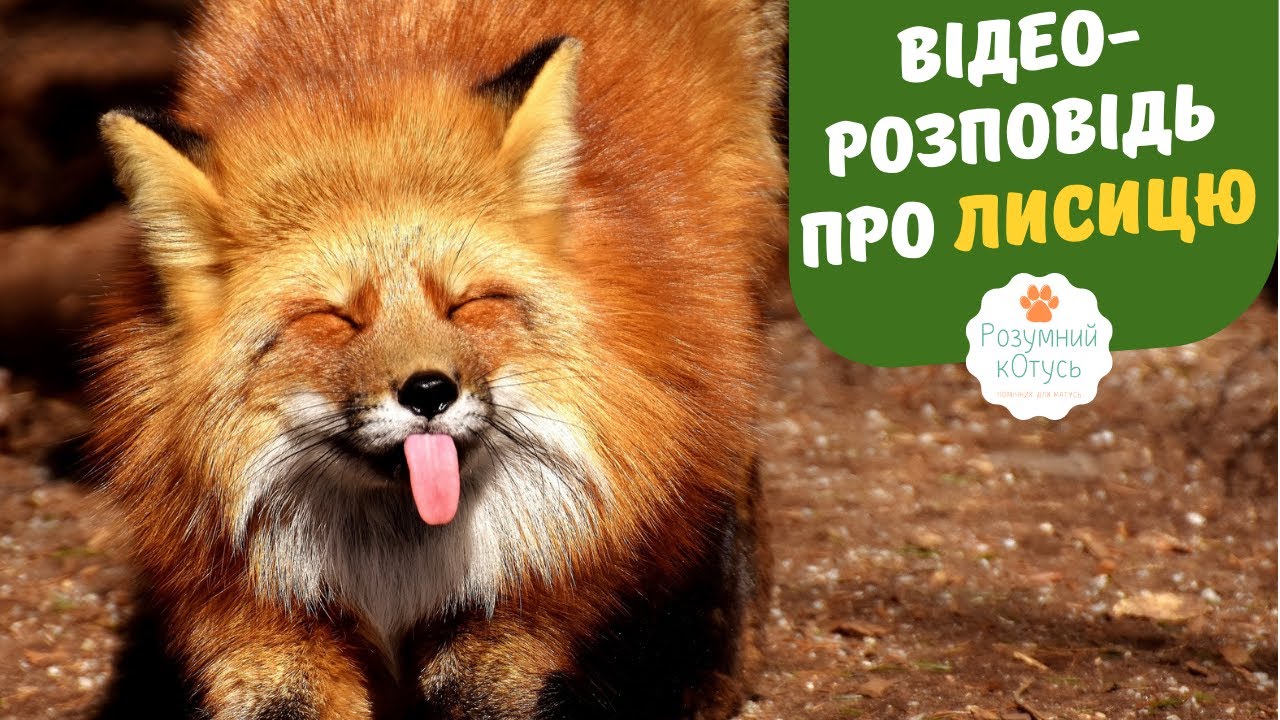 🦊 Розповідь про лисицю. Цікавинки про тварин. Дикі тварини для дітей.