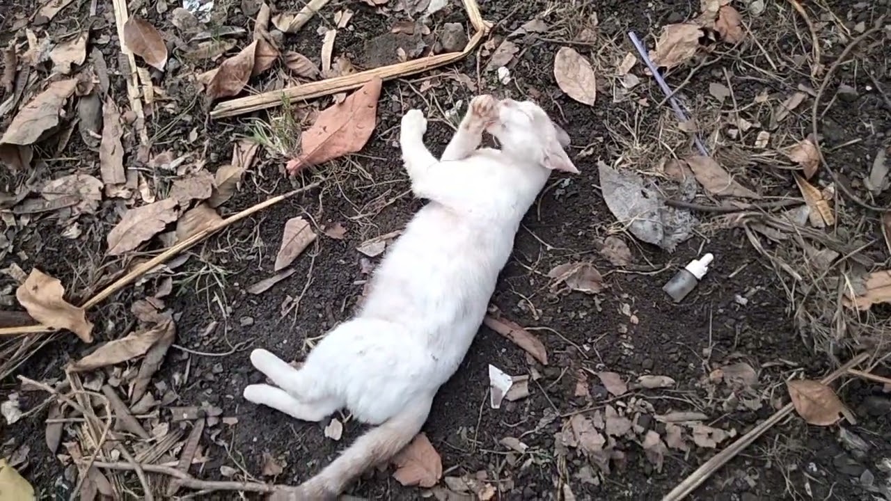 Video kucing lucu funny video cat