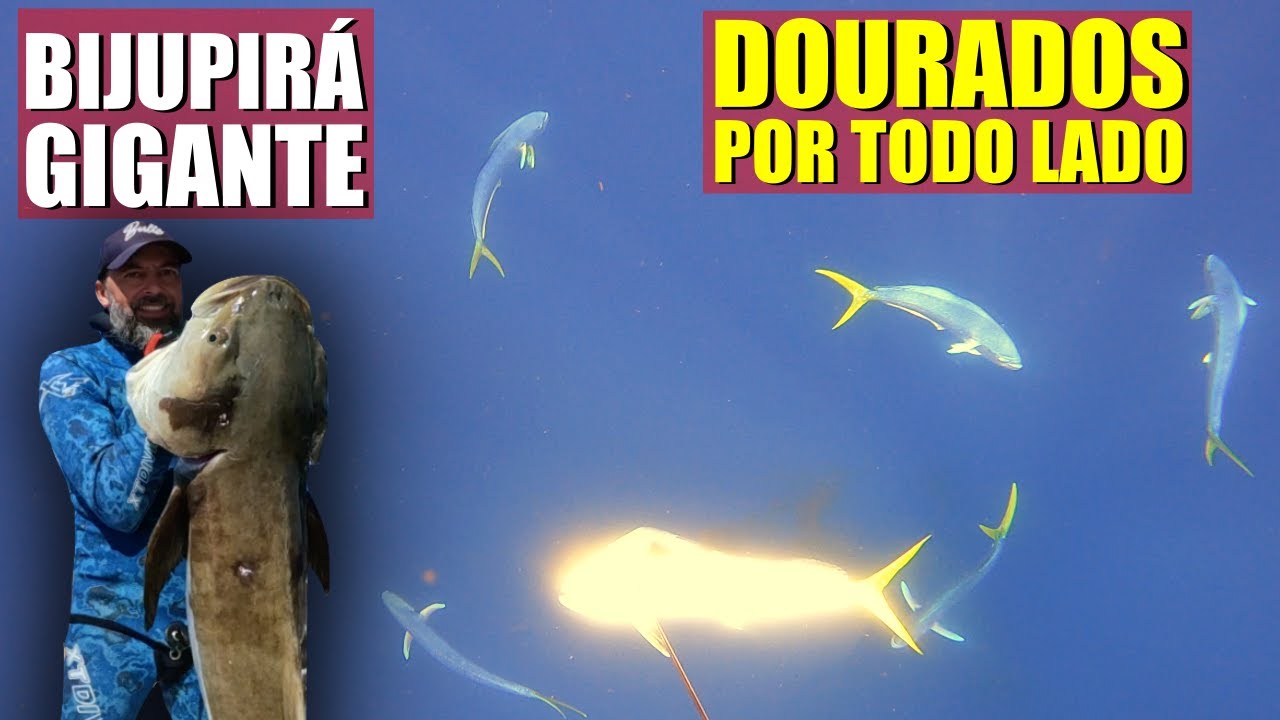 Hunter's Pesca Sub - Muitos Peixes e Sashimi no final (Spearfishing with lots of fish and sashimi)