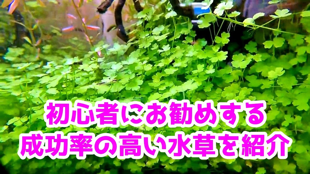 CO2なし光量弱めでも育成可能な前景草を紹介する山田氏【トールマンTV切り抜き】