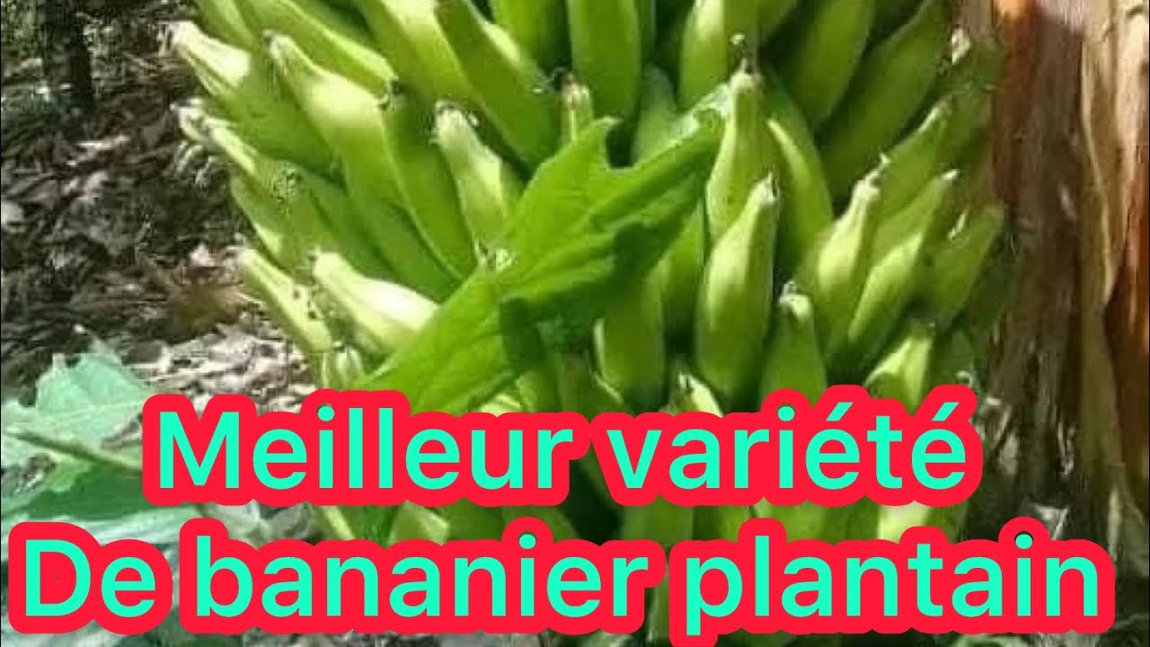 Voici la meilleur variété de bananier plantain au Cameroun