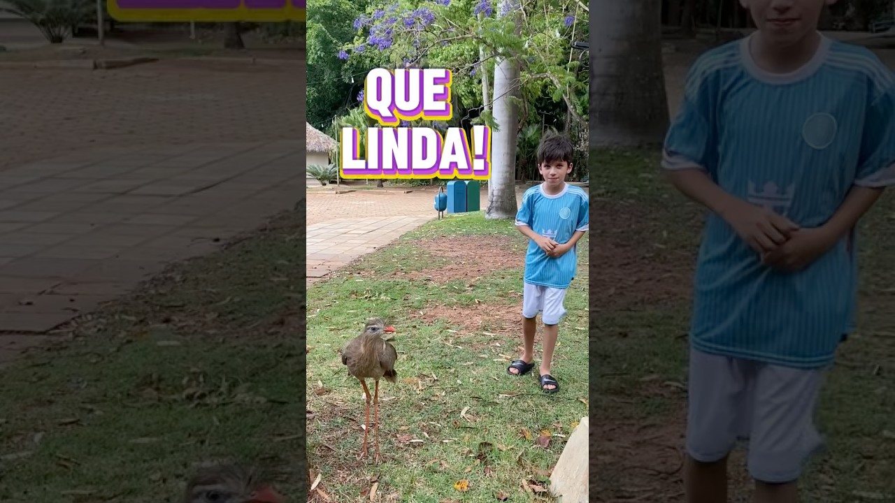 😊Olha que linda. Quem conhece essa ave? #Siriema #RioQuente #shorts #viral #viralvideo #shortsvideo