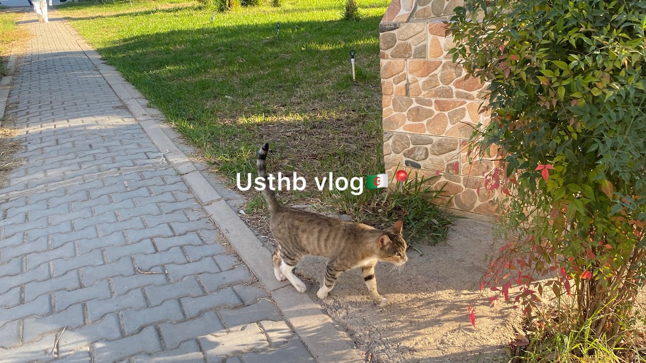 Usthb vlog.