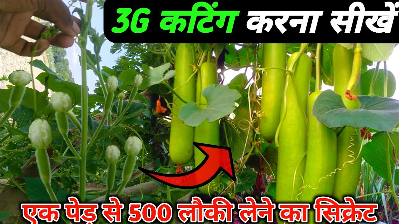 3G Cutting करना सिखीए | लौकी की 3g कटिंग की पूरी जानकारी | Lauki ki kheti me 3g 4g cutting