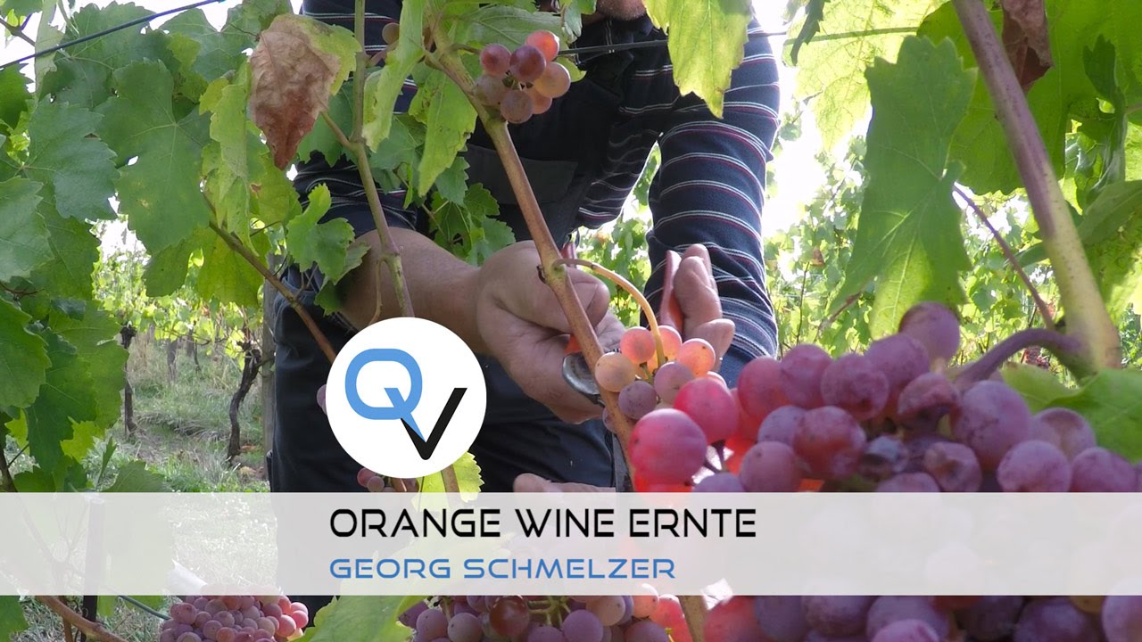 Weingut Georg Schmelzer - Ernte Orange Wein