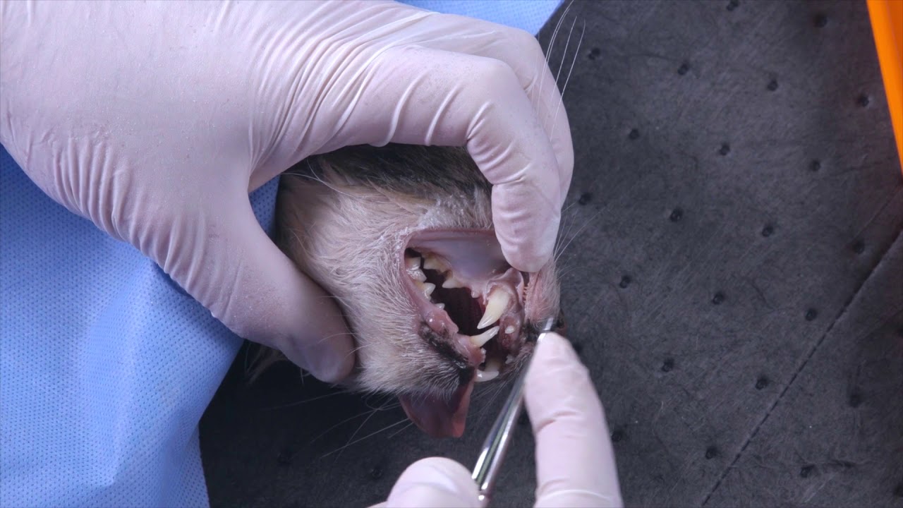 Winged Elevators - Feline Dental Surgical Instruments