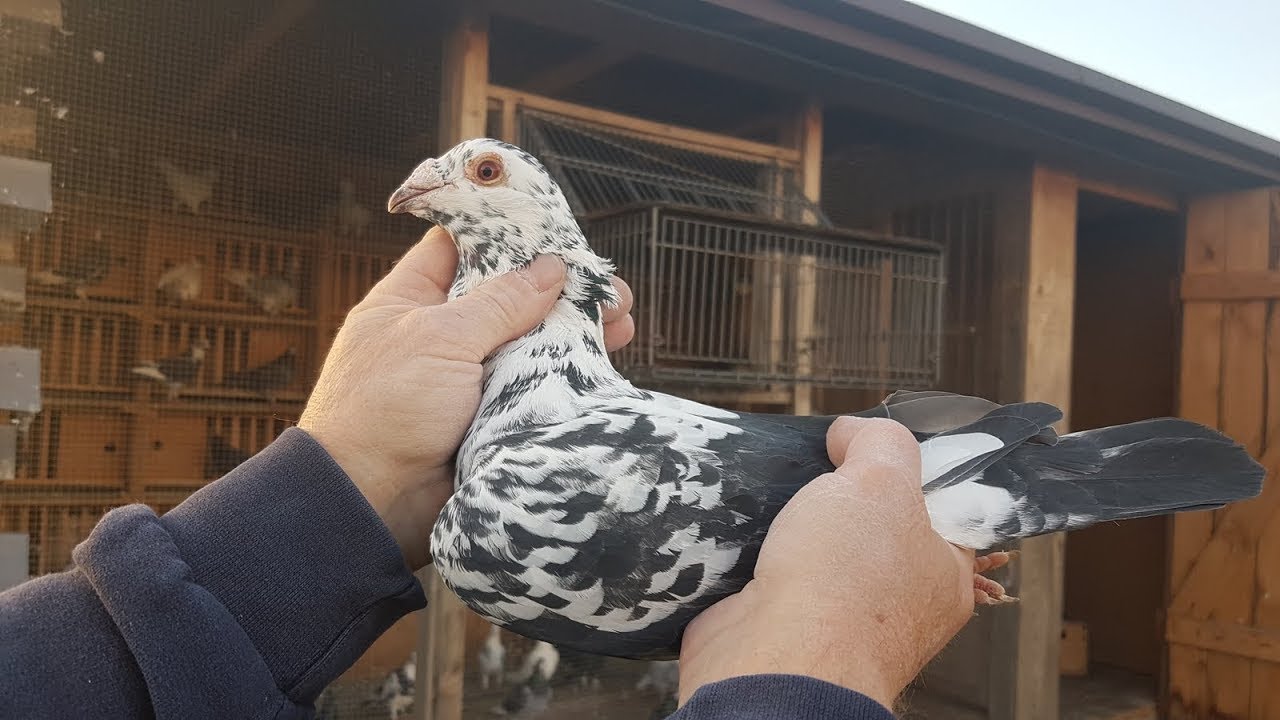 Prezentacja par rozpłdowych 2019 Paweł J cz1