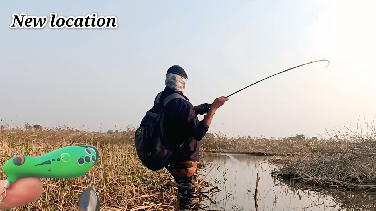 How to catch Murrel Snakehaed Fishing🎣 Back to back Attacks,😱😱