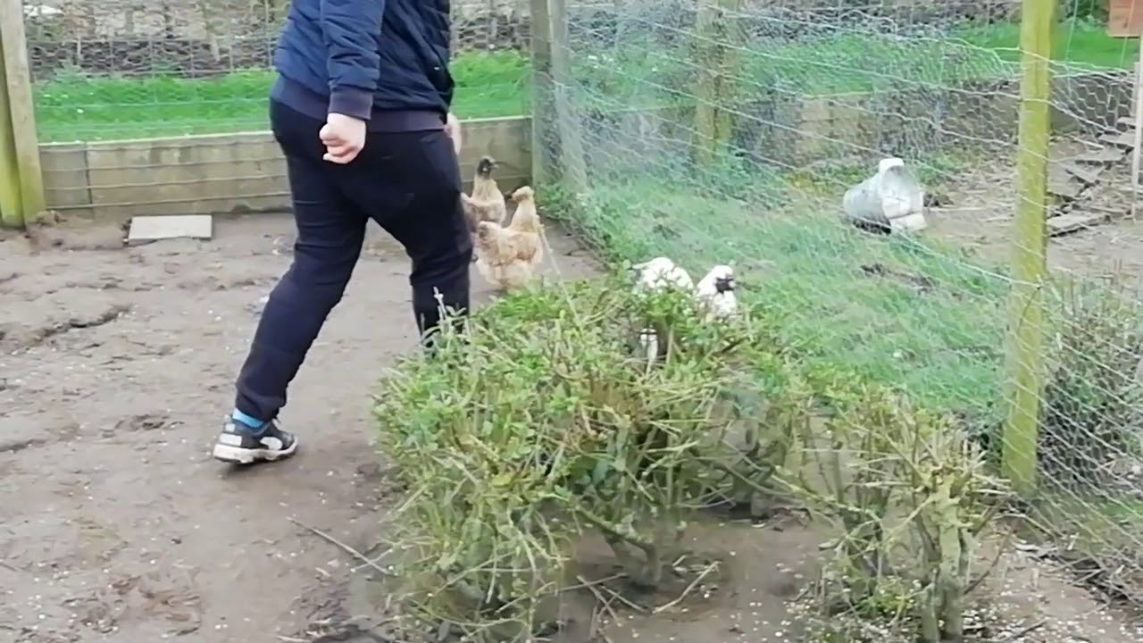 Ga die het witte kip kunnen nemen