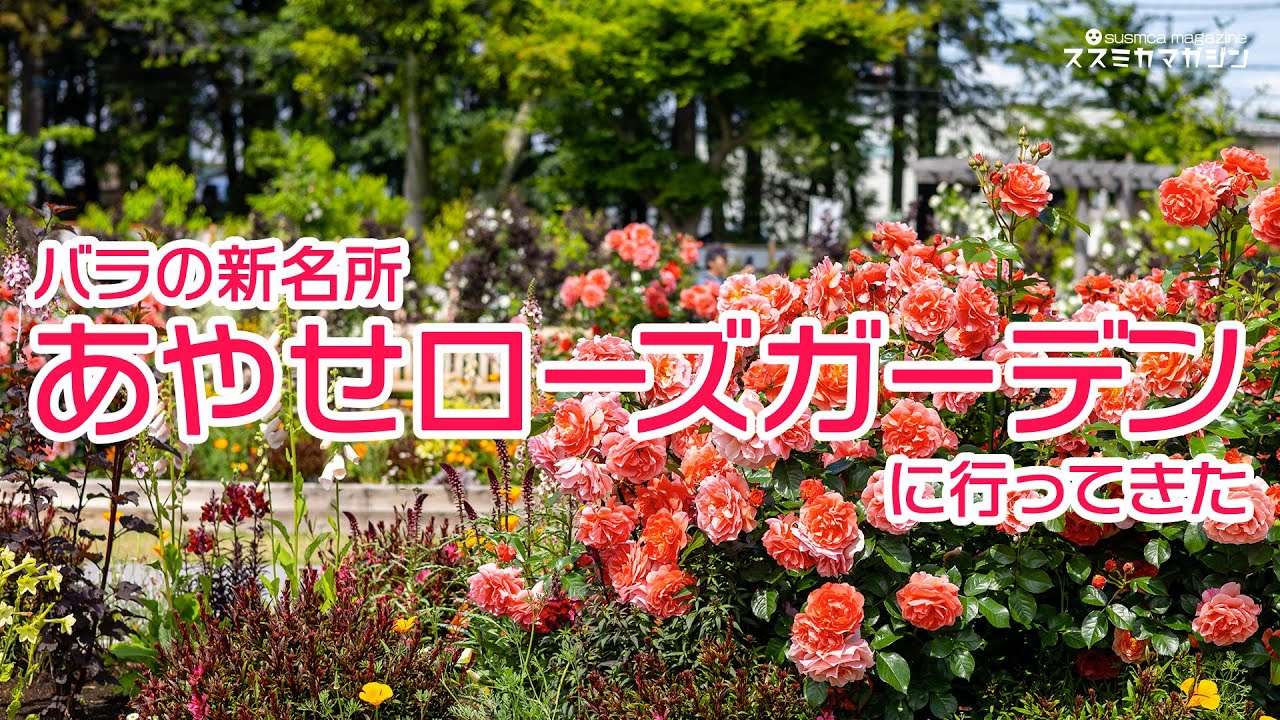 これは素敵！【あやせローズガーデン】本当に素晴らしかった