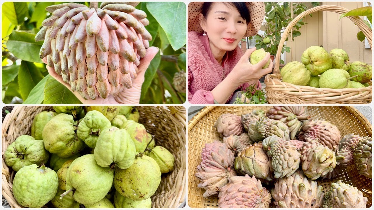 Dọn Vườn Sau Cơn Gió Lớn Và Thu Hoạch Mãng Cầu Lisa, Ổi Thái Vuông,Xem  Me Thái Lần Đầu Ra Trái.