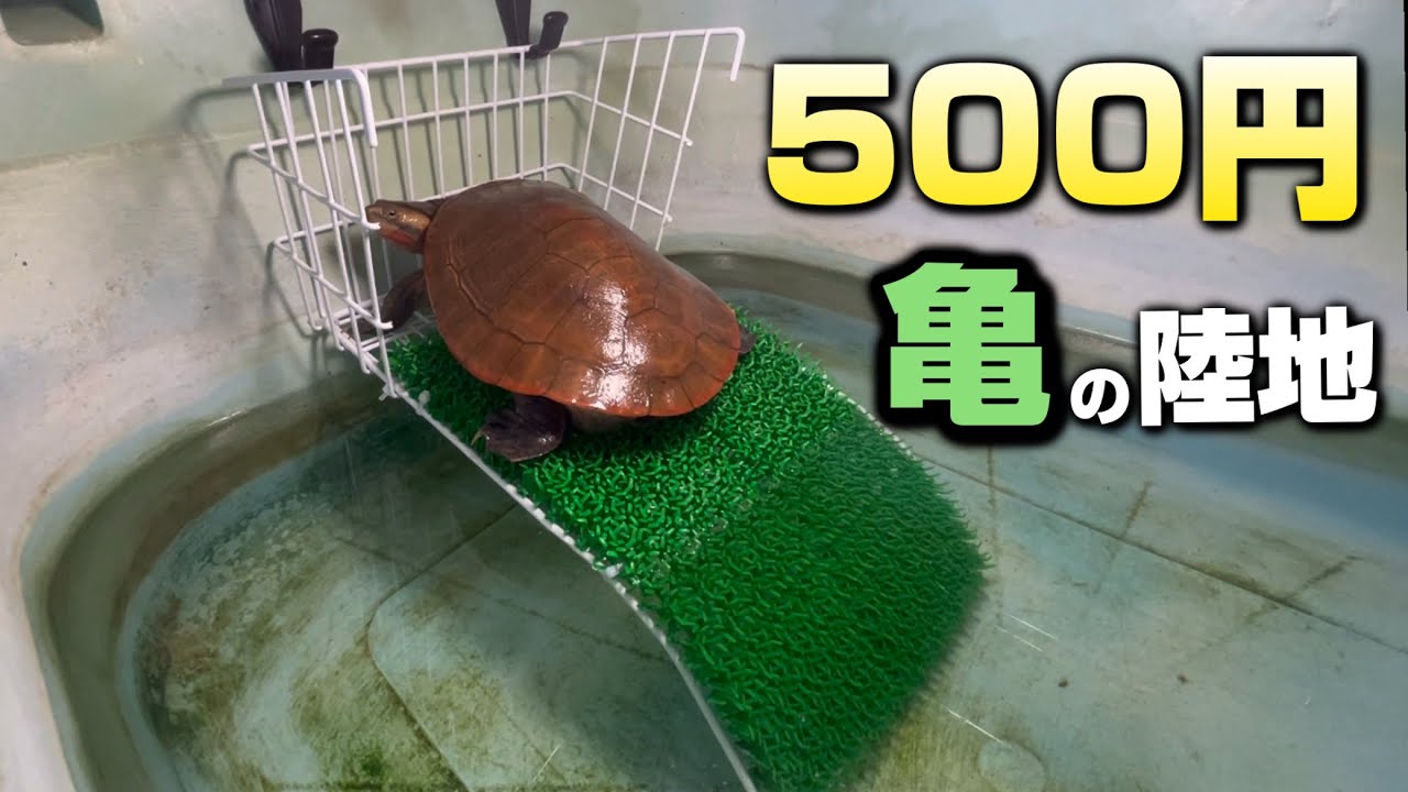500円で亀の陸地作ったら完璧すぎた。