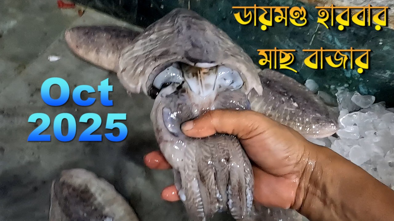 ডায়মন্ড হারবার ফিশ মার্কেট অক্টোবর ২০২৫ |Diamond Harbour Fish Market Vlog 2025 | fish market