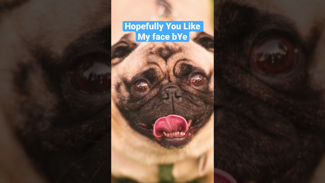 Hi I’m Pug
