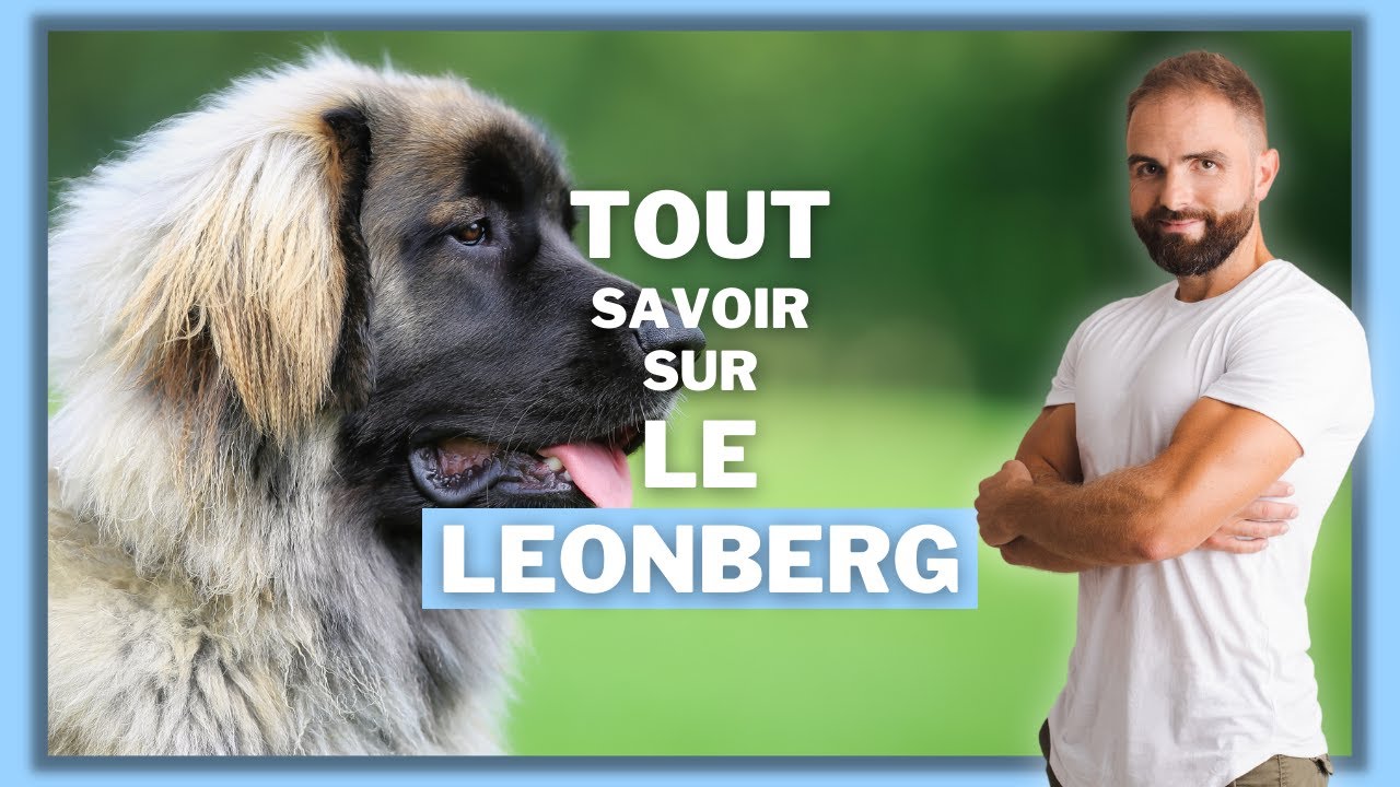 Race de chien Leonberg : caract&egrave;re, dressage, comportement, sant&eacute; de ce chien de race...