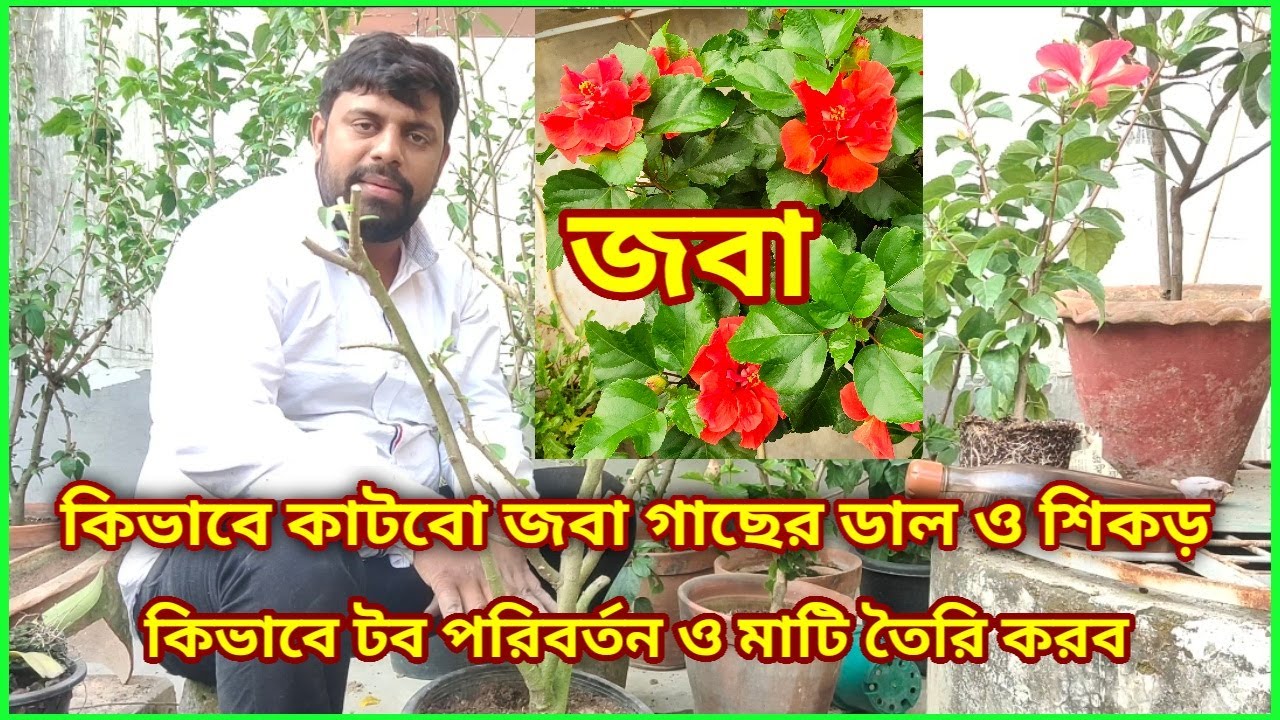 কিভাবে কাটবো জবা গাছের ডাল ও শিকড়, কি ধরনের মাটি তৈরি করব/cutting. Reporting. Soil. Hibiscus/
