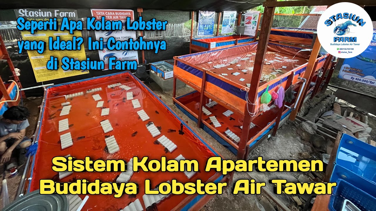 Intip Kolam Budidaya Lobster Air Tawar Stasiun Farm