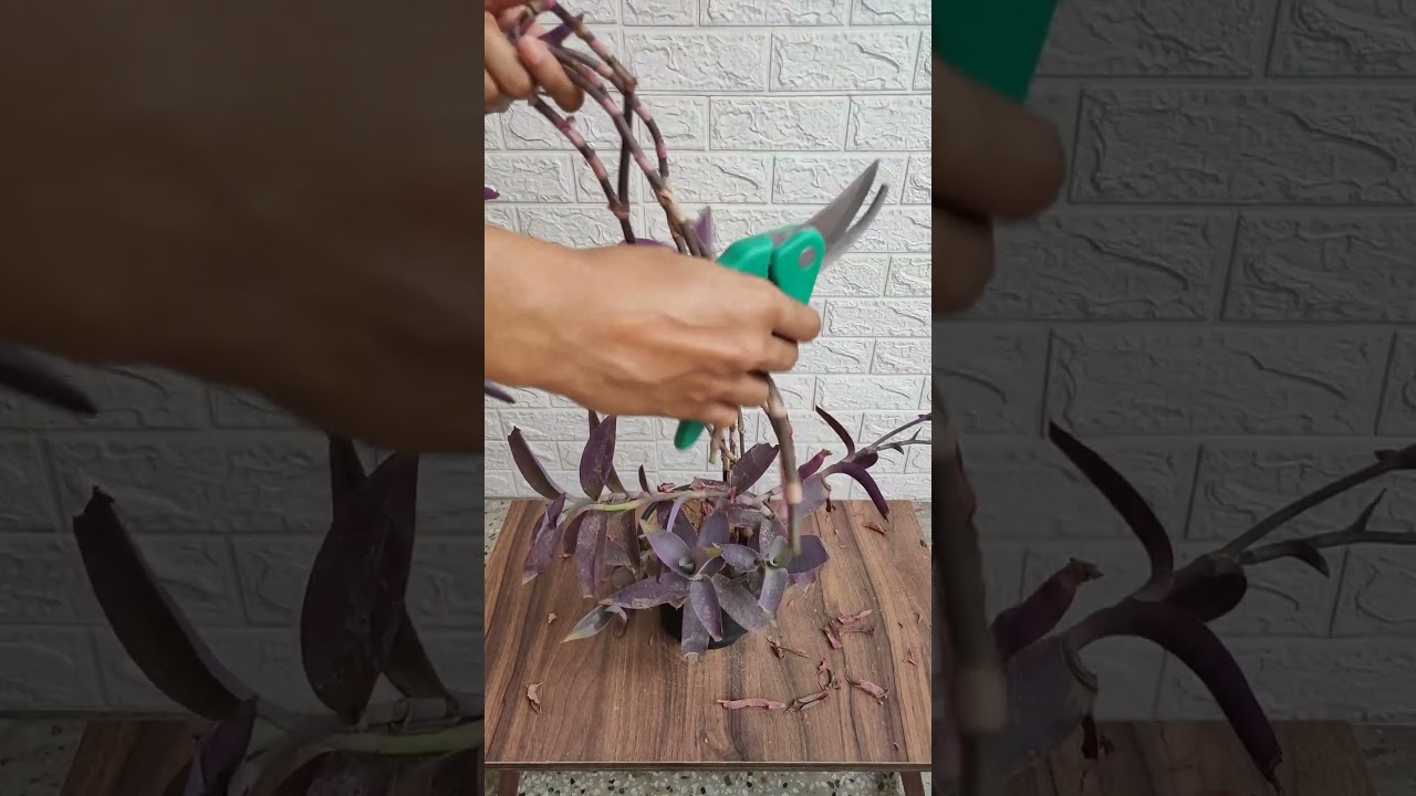 Pruning Purple Heart Plant And Growing Some Cuttings #shorts #purplehearts #gardening