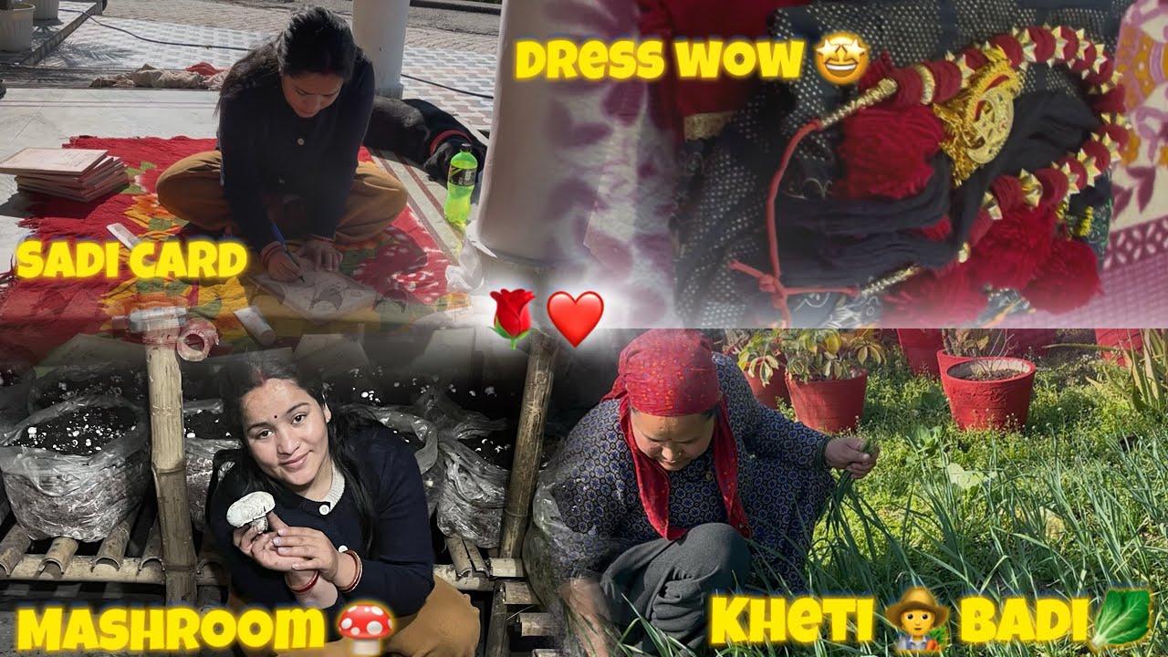 Shadi Ki Tyari Bhi Chal rahi Hai Dhum Dham Se || Dekho Buari Ki kheti 👩‍🌾 Badi🥰|| Amrita Vlog❤️