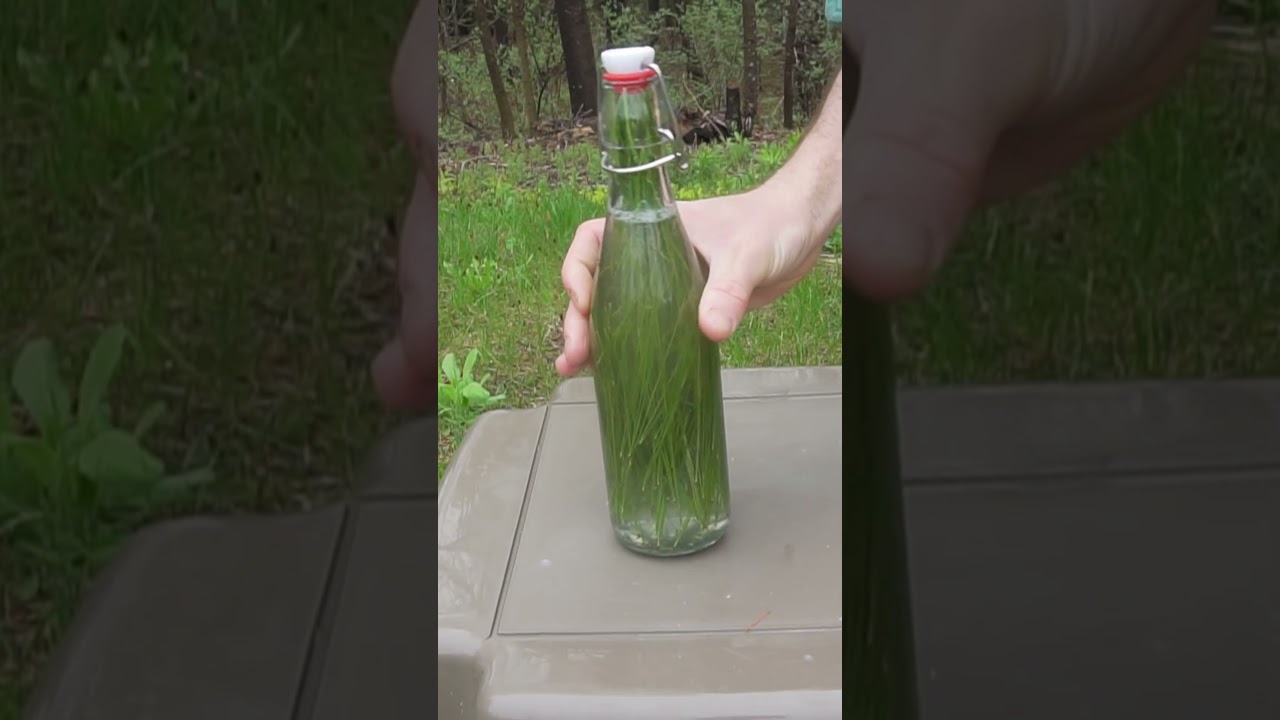 Making Pine Soda & Root Beer from the Woods!