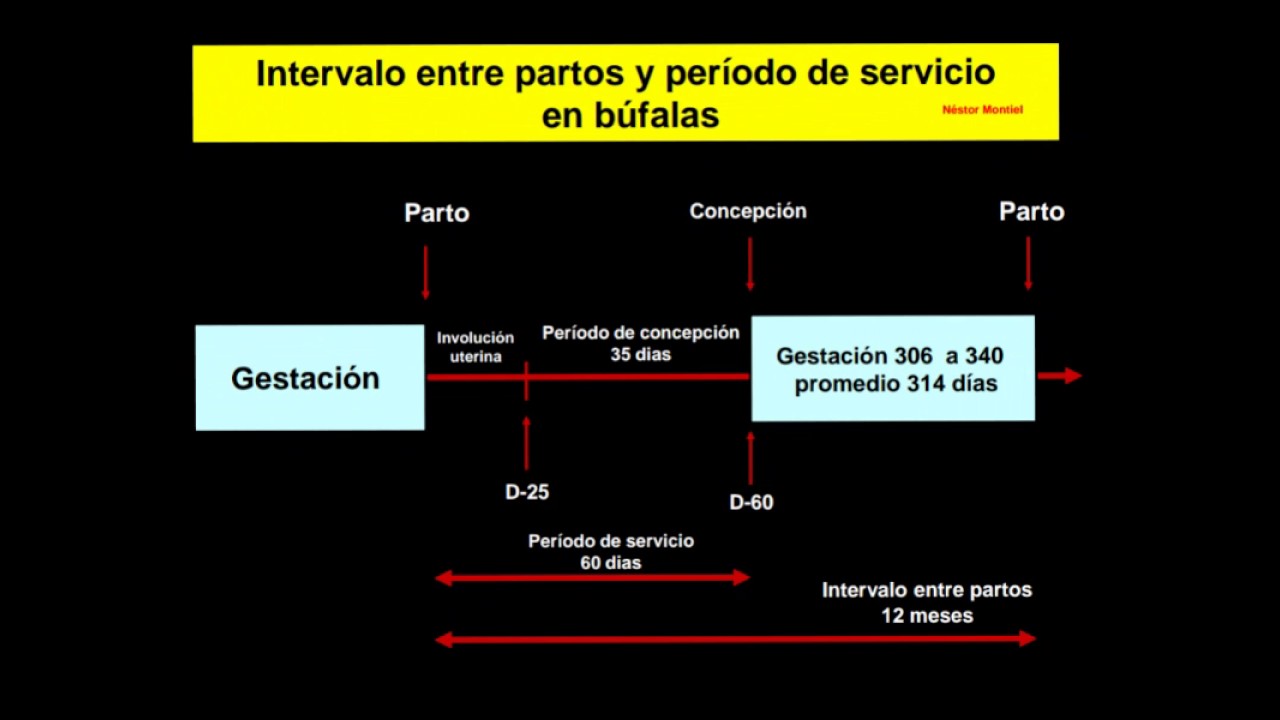Protocolos de IATF.   Inseminación a Tiempo Fijo.