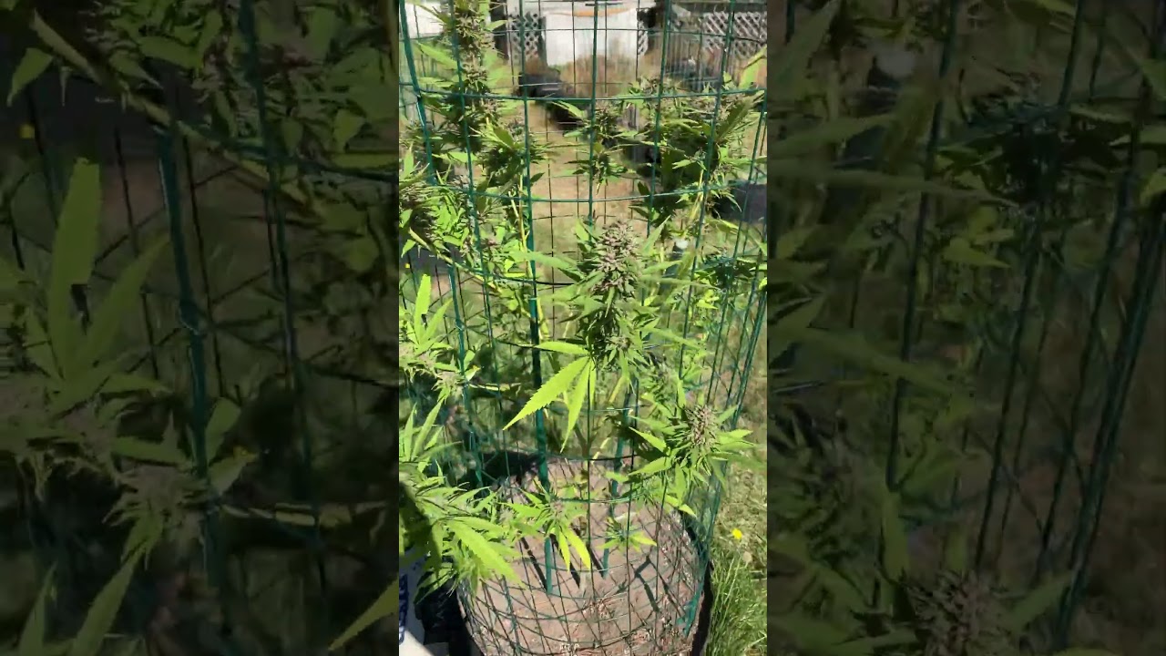 Outdoor “25” Girlscout Cookies Extreme