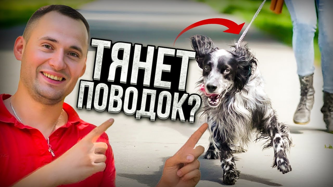 Отучить тянуть ПОВОДОК за 5 МИНУТ!!! Самый БЫСТРЫЙ способ !!! Это так ПРОСТО