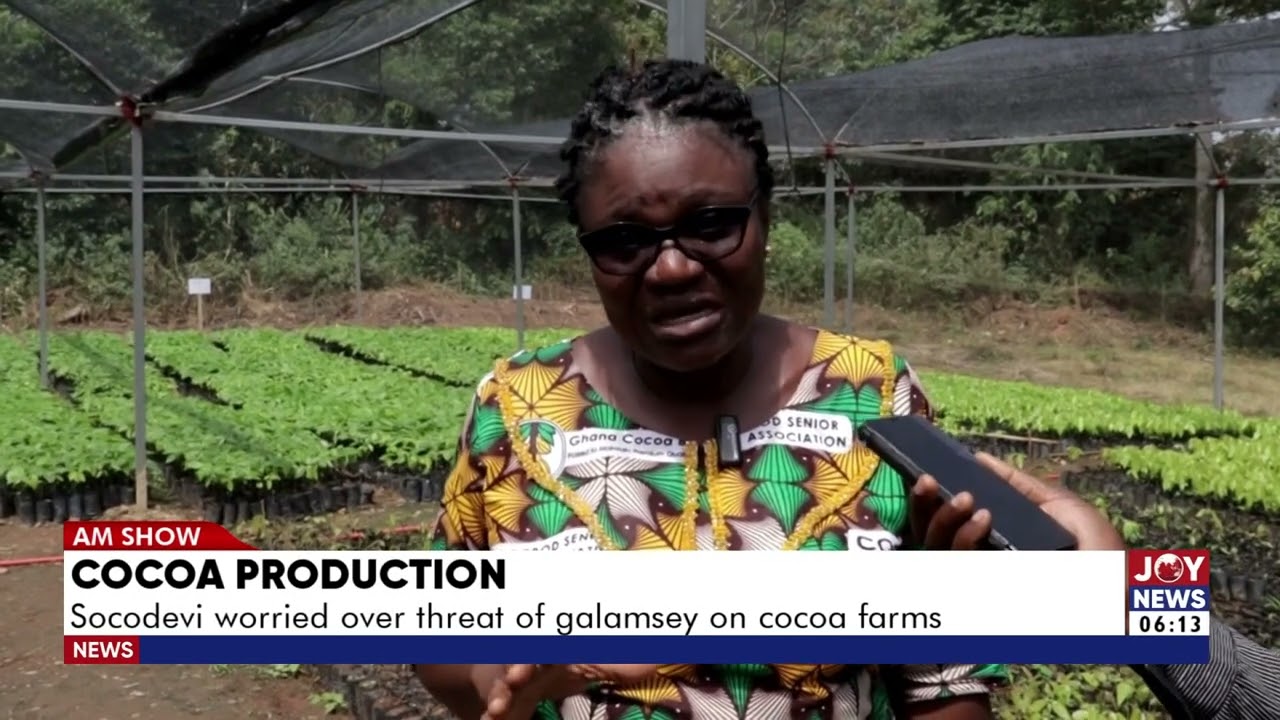 Cocoa Production: Socodevi worried over the threat of galamsey on cocoa farms