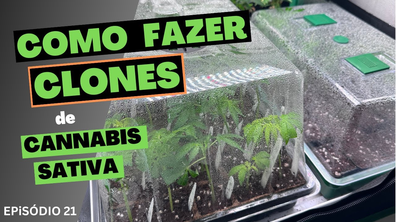 Como CLONAR Cannabis Sativa- M&eacute;todo de Estaquia