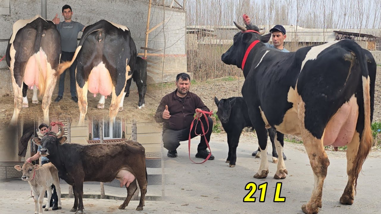 Azizbek aka 21 L Sutli 5 Bosh Tayor Ona Bola Sigirlar Vopshe Arzon Narxlarda Daxshat 😱😱😱😱
