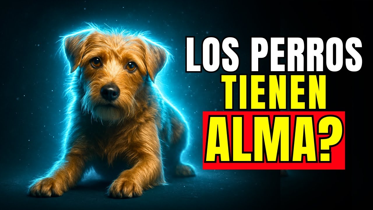7 Increíbles señales que PRUEBAN que los Perro Tienen Alma