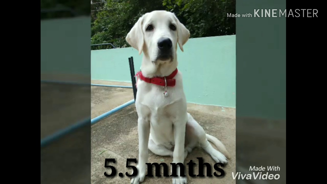 Labrador Dog 28 days to 9.5 months transformation / White Lab Indian Born /  Puppy to Dog / Miloboy