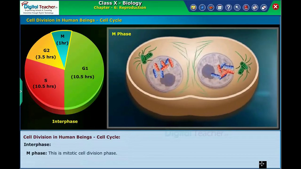 Cell Division in Human Beings, Reproduction Class 10 Biology