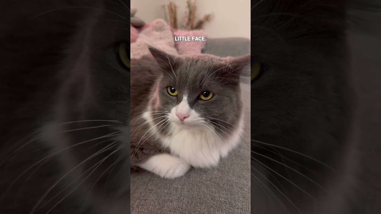 Cat Hissing Behavior Explained!