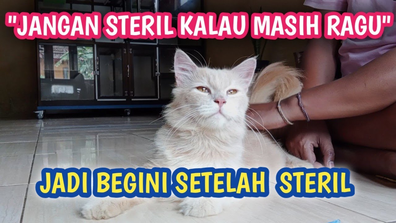 PERBEDAAN KUCING YANG DI STERIL DAN TIDAK DI STERIL